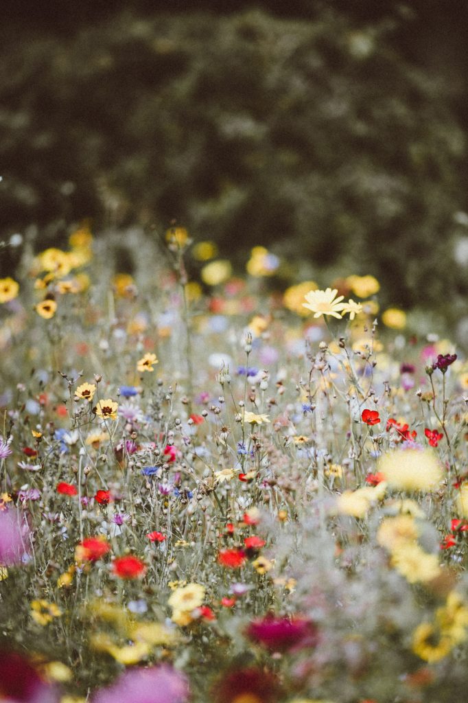 Bee friendly wedding flowers. Sustainable wedding planning.